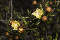 Phebalium tuberculosum