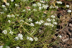Lobularia maritima