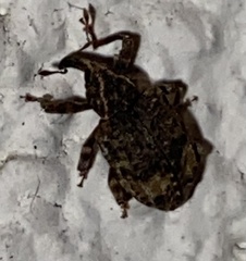 Conotrachelus seniculus