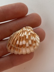 Cardites bicolor