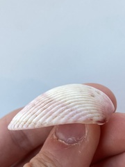 Cardiidae
