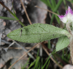 Gomphrena globosa