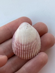 Cardiidae