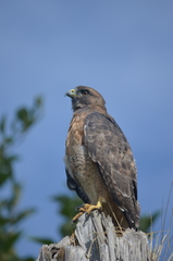 Buteo jamaicensis calurus