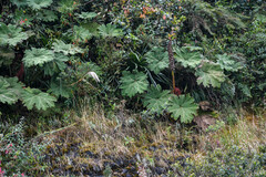 Gunnera