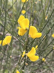 Parkinsonia