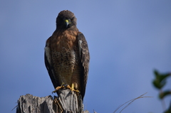 Buteo jamaicensis calurus