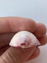 Cardiidae
