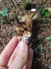 Lactarius lignyotus