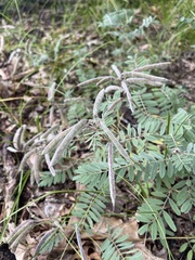 Tephrosia virginiana
