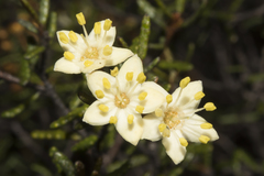 Phebalium tuberculosum