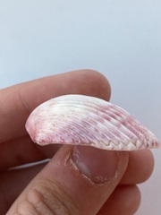 Cardiidae