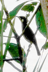 Meliphaga notata