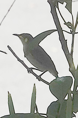 Meliphaga notata
