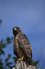 Buteo jamaicensis calurus