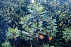 Bocconia frutescens