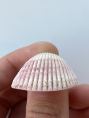 Cardiidae