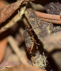 Rhyparochromidae