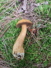 Suillus punctipes