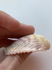 Cardiidae