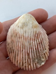 Cardiidae