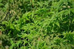 Cicuta douglasii
