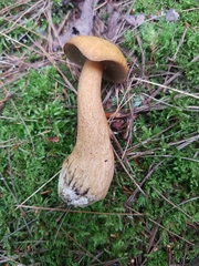 Suillus punctipes