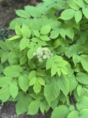 Aralia