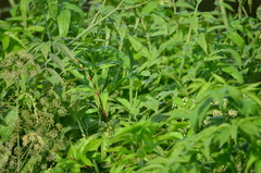 Cicuta douglasii