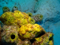 Antennarius multiocellatus