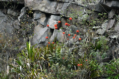 Epidendrum cochlidium