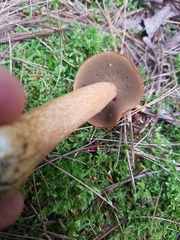 Suillus punctipes