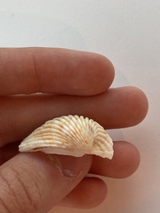 Cardites bicolor