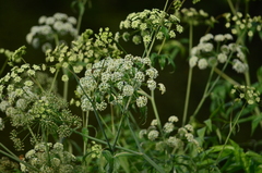 Cicuta douglasii
