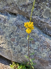 Solidago leiocarpa