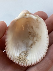 Cardiidae