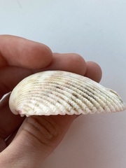 Cardiidae