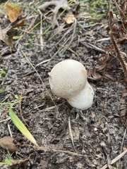 Calvatia craniiformis
