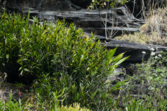 Elleanthus capitatus