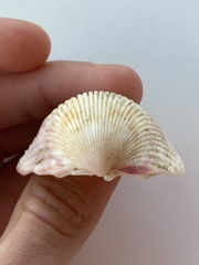 Cardiidae