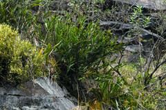 Elleanthus capitatus