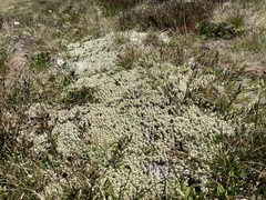 Ewartia nubigena