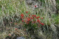 Epidendrum cochlidium