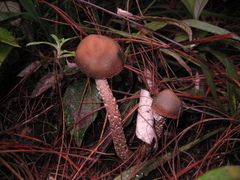 Psilocybe zapotecorum