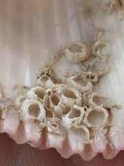 Hexanauplia