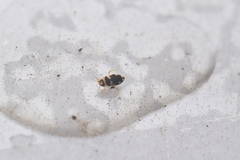 Hydroglyphus flammulatus