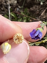 Linum lewisii