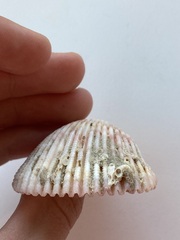 Cardiidae