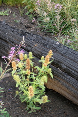 Dracocephalum parviflorum