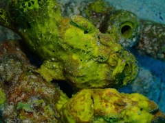 Antennarius multiocellatus